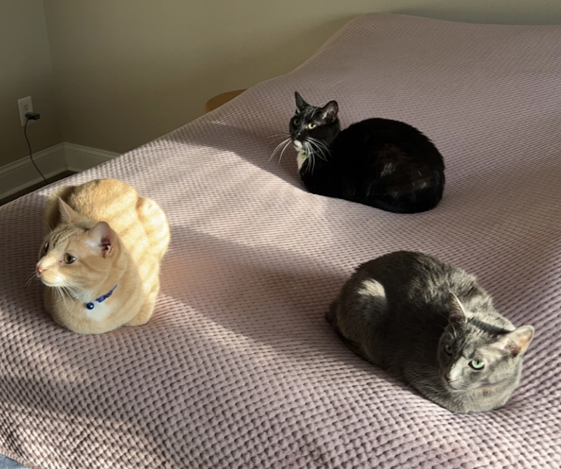 Three Cats on Bed