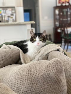 Cat on Couch