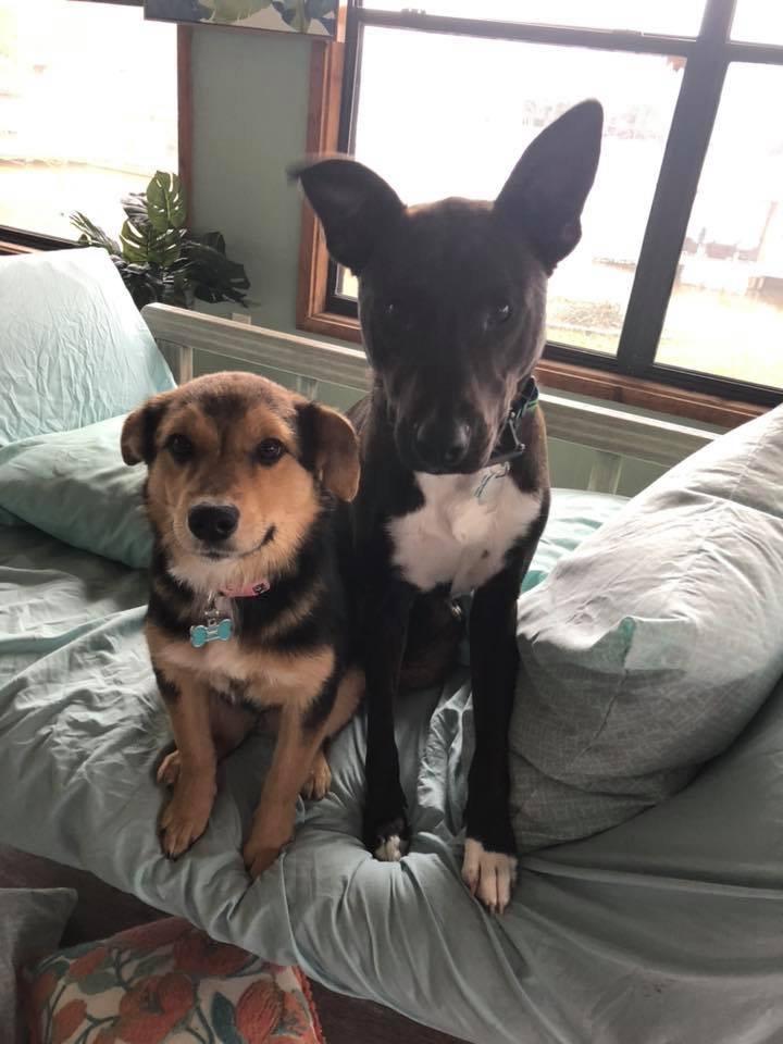 Two dogs Picture Ready