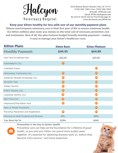 Halcyon Kitten WP 2025