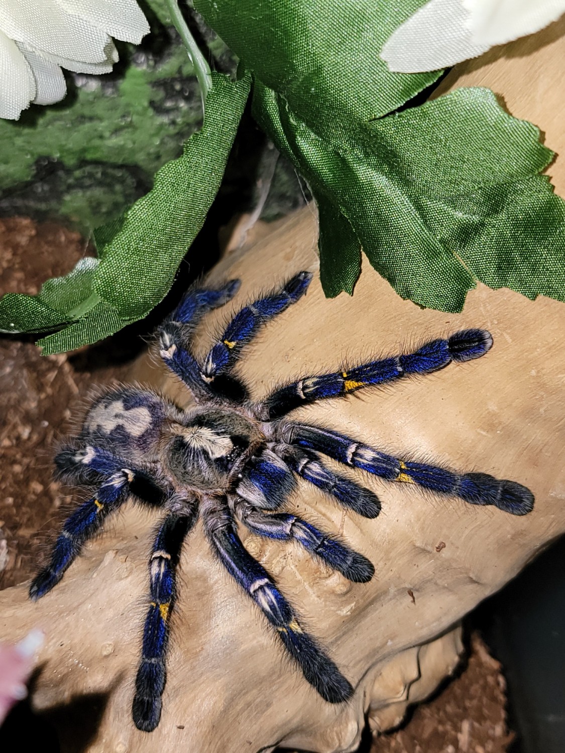 tarantula