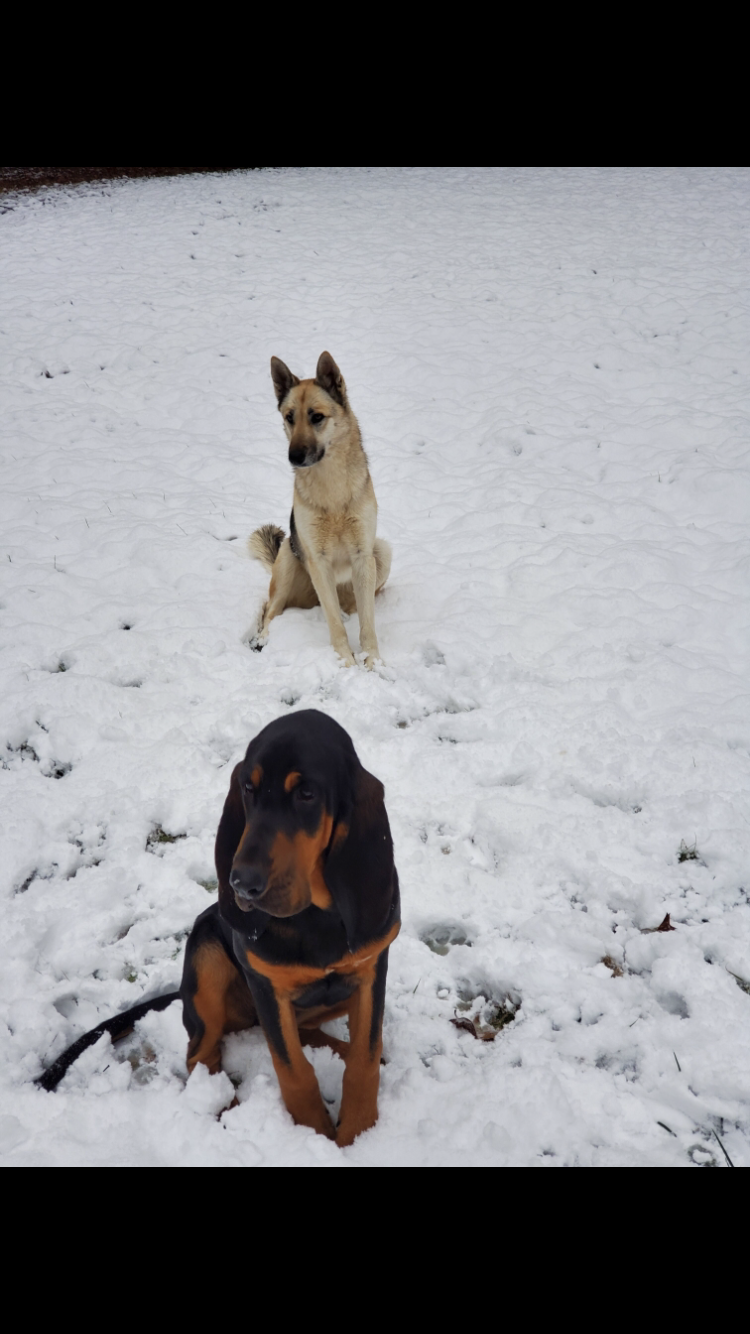 Dogs In Snow