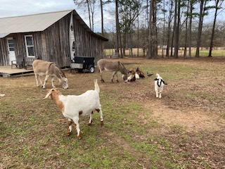 On The Farm