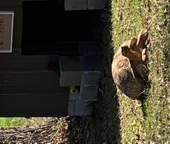 Tortoise In the yard