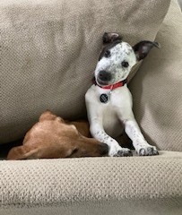 Pey on the Couch