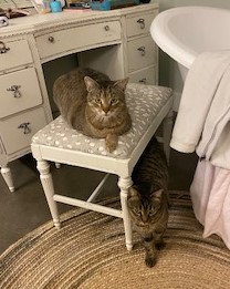 Cat on Stool