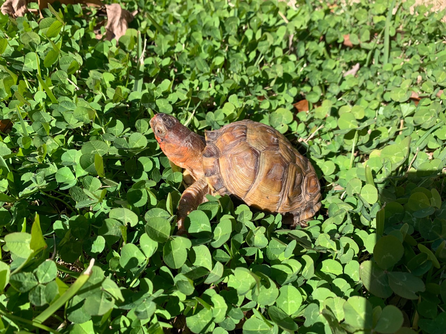 Crookshanks - Eastern Box Turtle