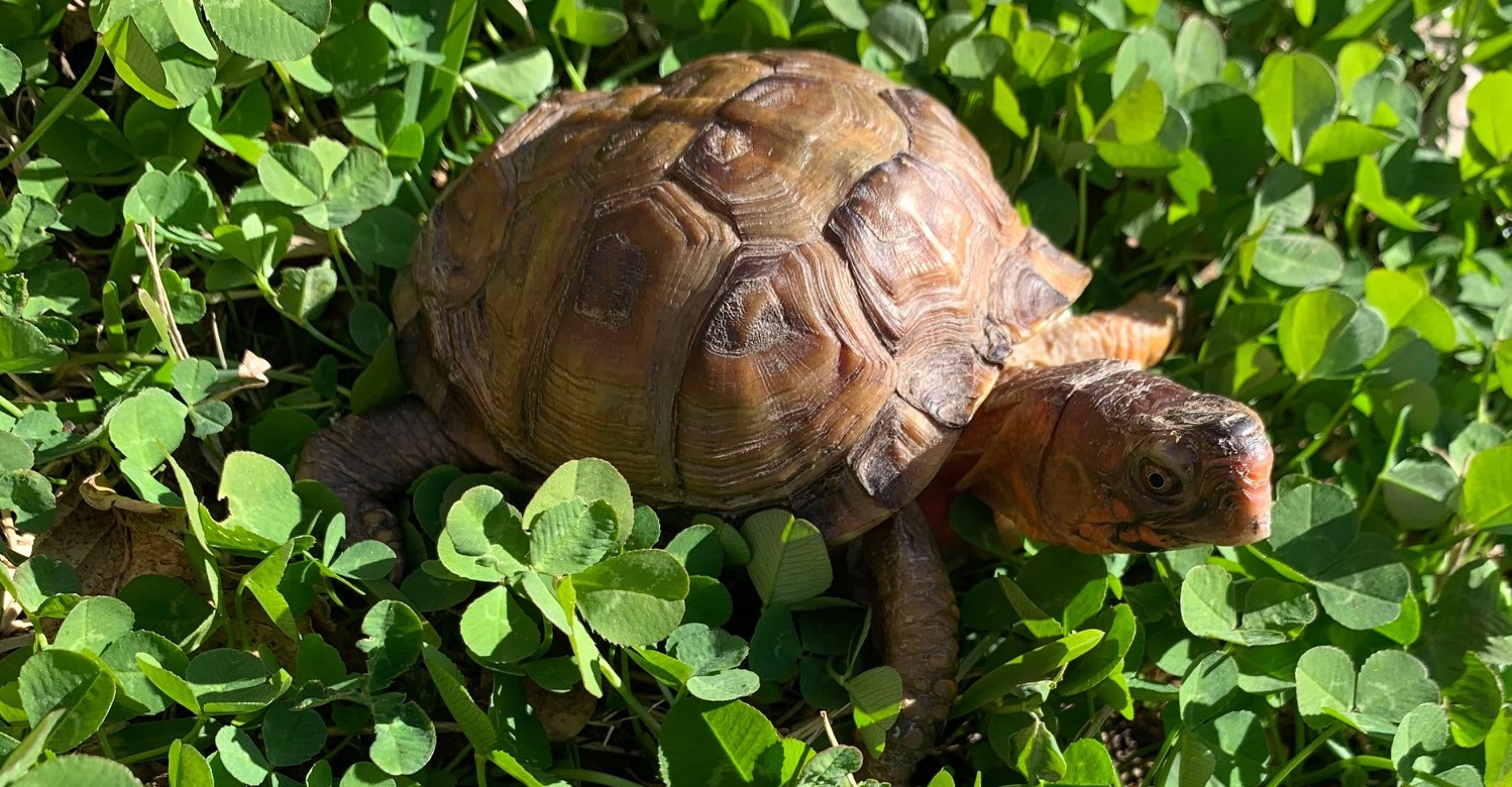 Crookshanks - Eastern Box Turtle
