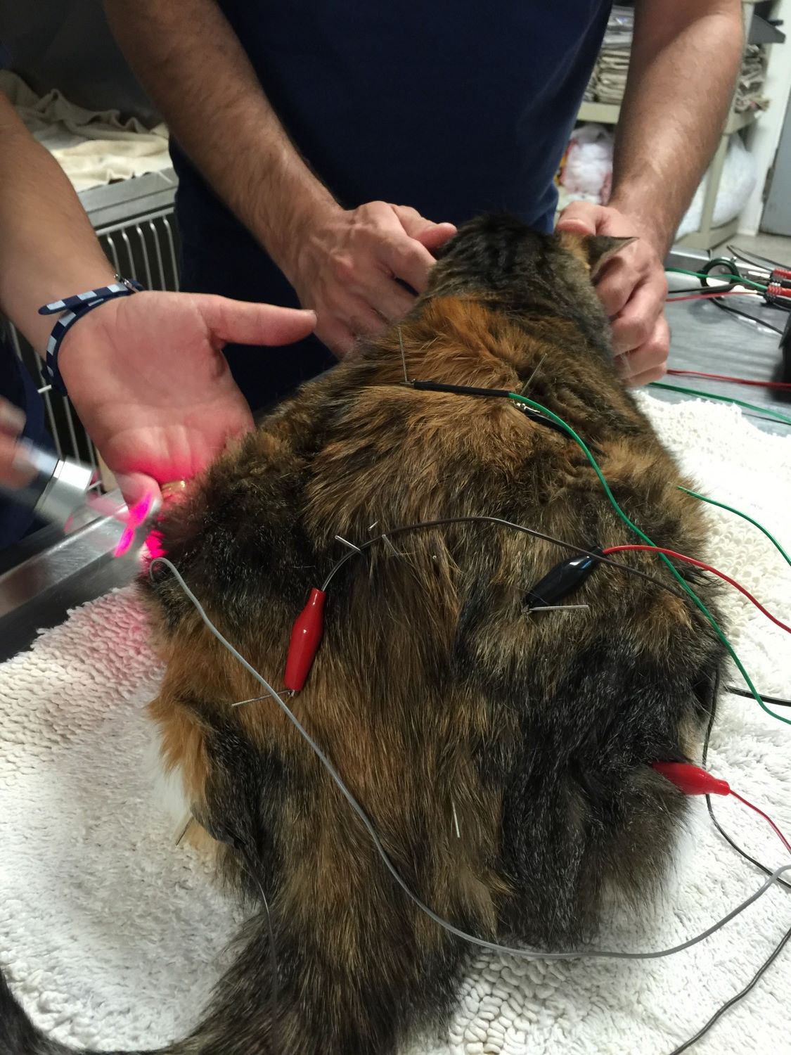 Cat - Acupuncture