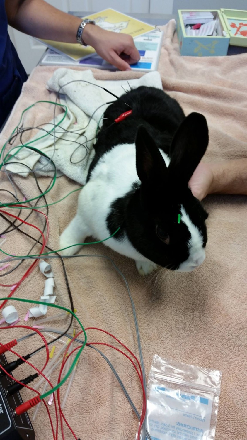 Bunny - Acupuncture